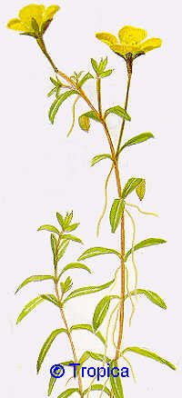 Ludwigia arcuata