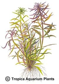 Limnophila aromatica